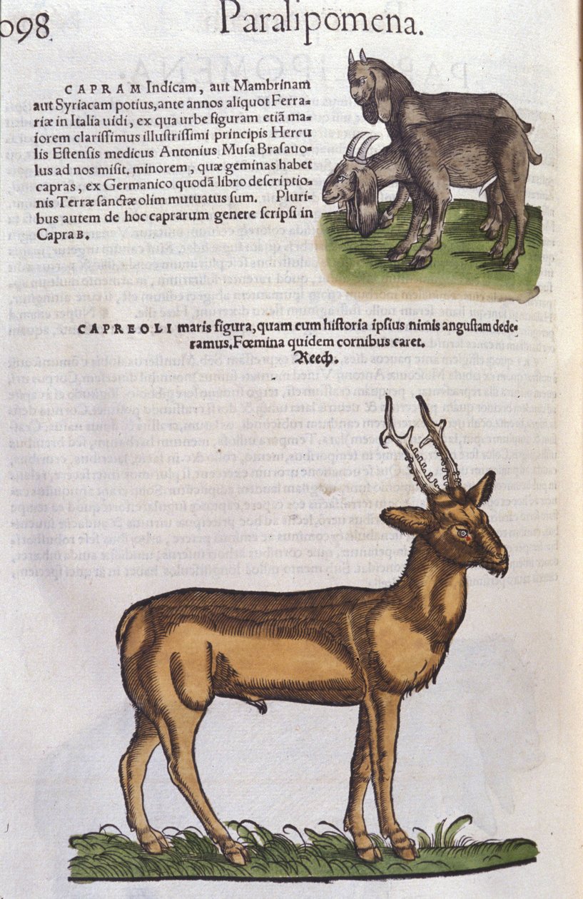 The Deer - in Historia Animalium by Conrad Gesner, Tiguri by Unknown artist