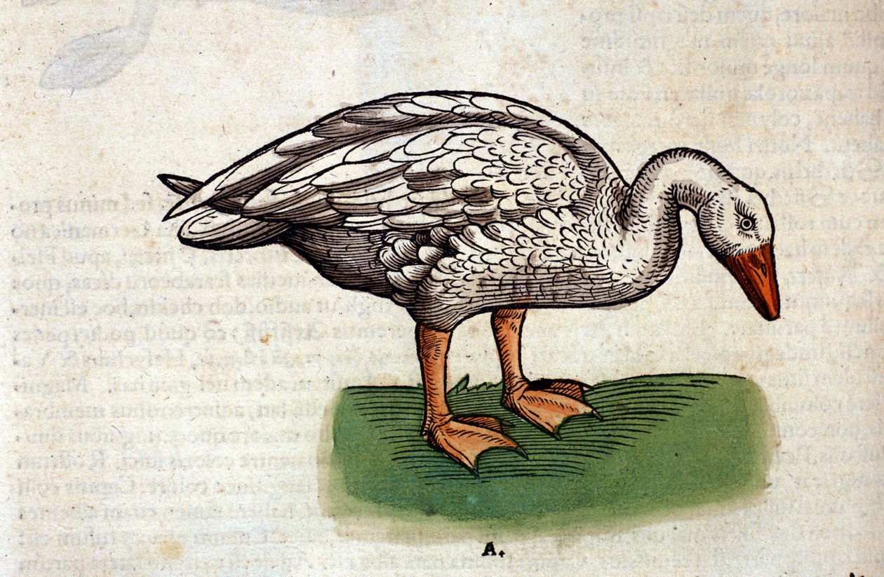 The Domestic Goose after 
