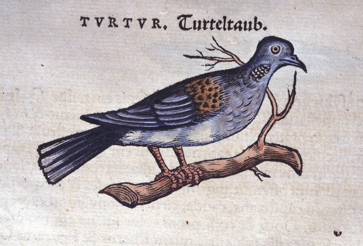The Dove - from Historiae Animalium by Konrad Gesner, Tiguri by Unknown artist
