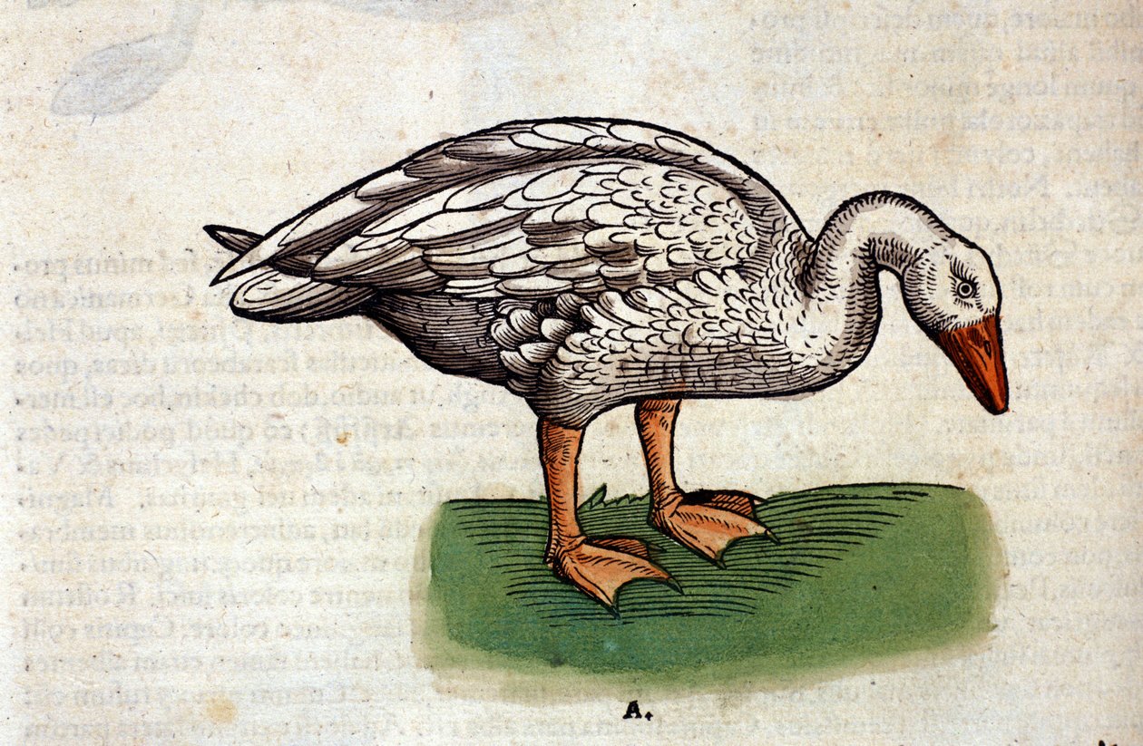 The goose after the Historia Animalium by Conrad Gesner, Tiguri 1560. Biblioteca nazionale Braidense. Milan by Unknown artist