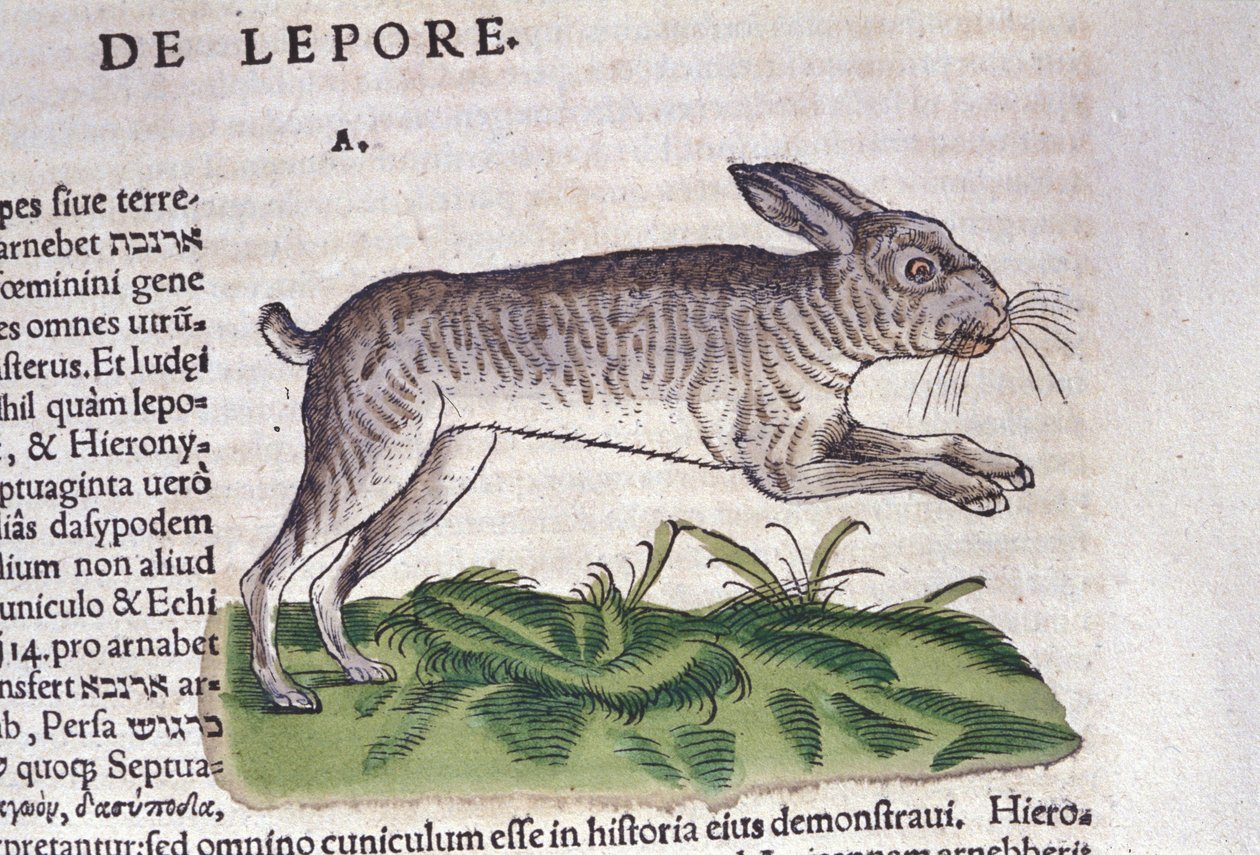 The hare after Historia Animalium by Conrad Gesner by Unknown artist