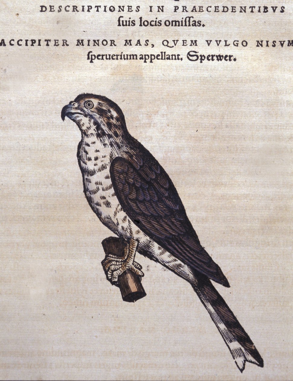 The Hawk - from Historia Animalium by Conrad Gesner, Tiguri by Unknown artist