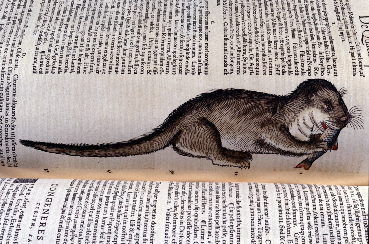 The Otter - Historia Animalium by Conrad Gesner (1516-1565), Tiguri by Unknown artist