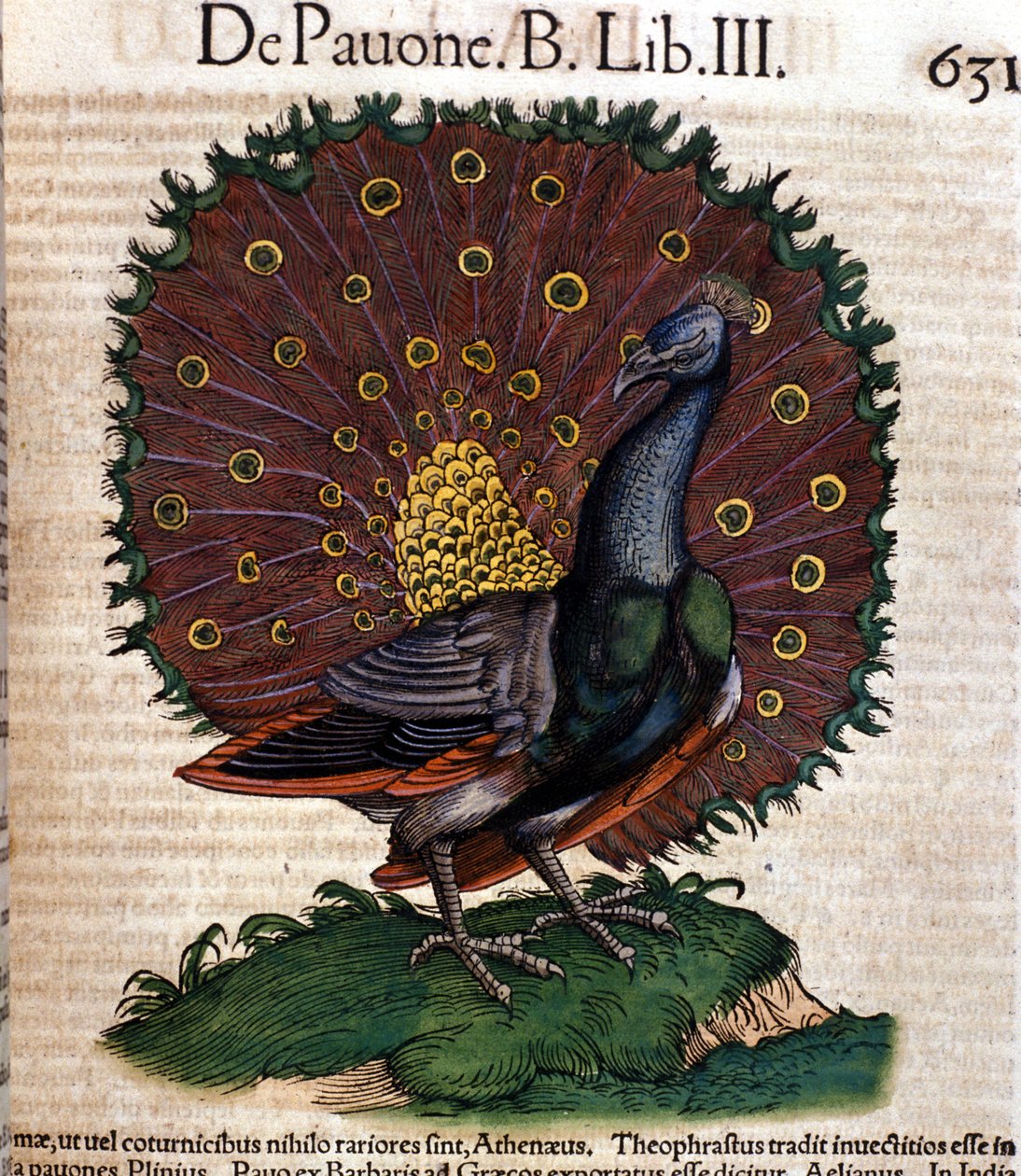 The peacock after the Historia Animalium by Conrad Gesner, Tiguri 1560. Biblioteca nazionale Braidense. Milan by Unknown artist