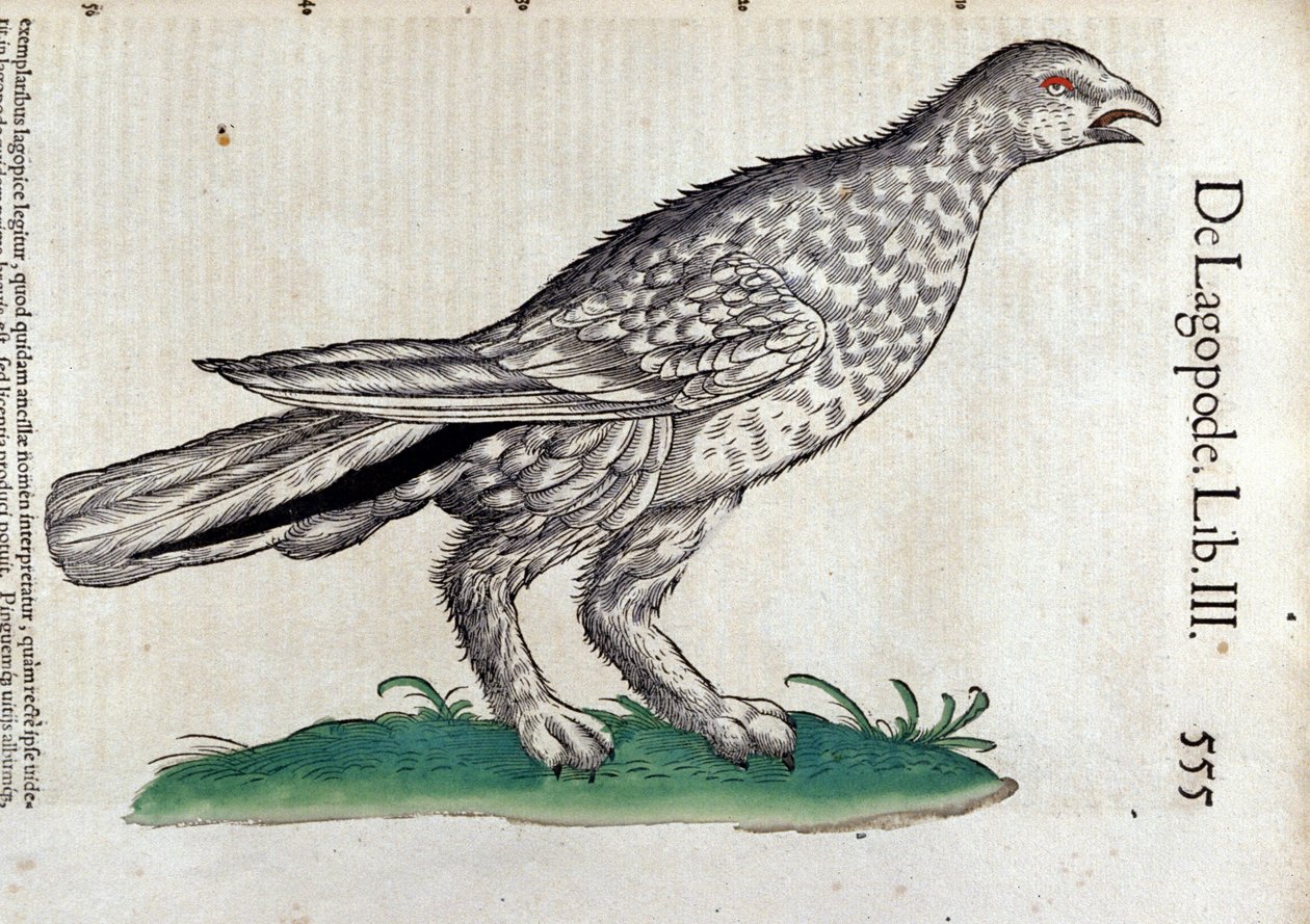 The ptarmigan in Historia Animalium by Conrad Gesner by Unknown artist