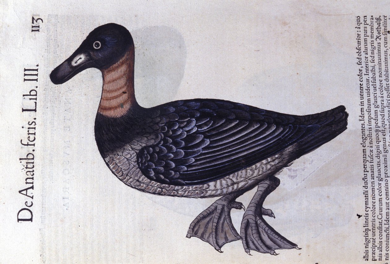 The Red-Neck Duck - from Historiae Animalium by Konrad Gesner, Tiguri by Unknown artist