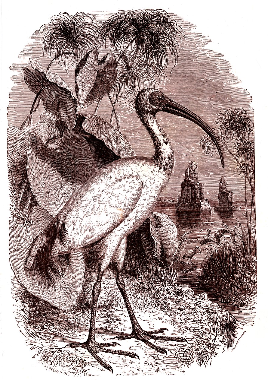 The Sacred Ibis of Egyptians by Unknown artist