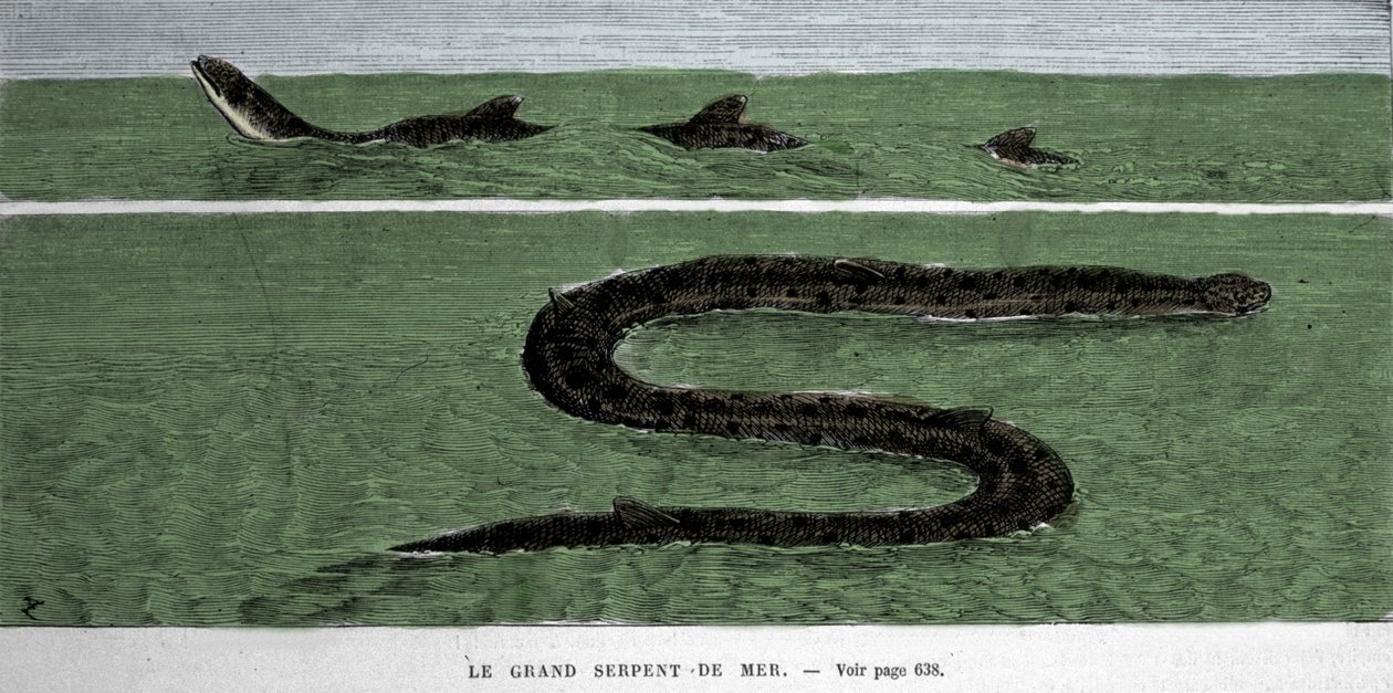 The sea snake observed in 1872 in the Meridional Atlantic. by Unknown artist