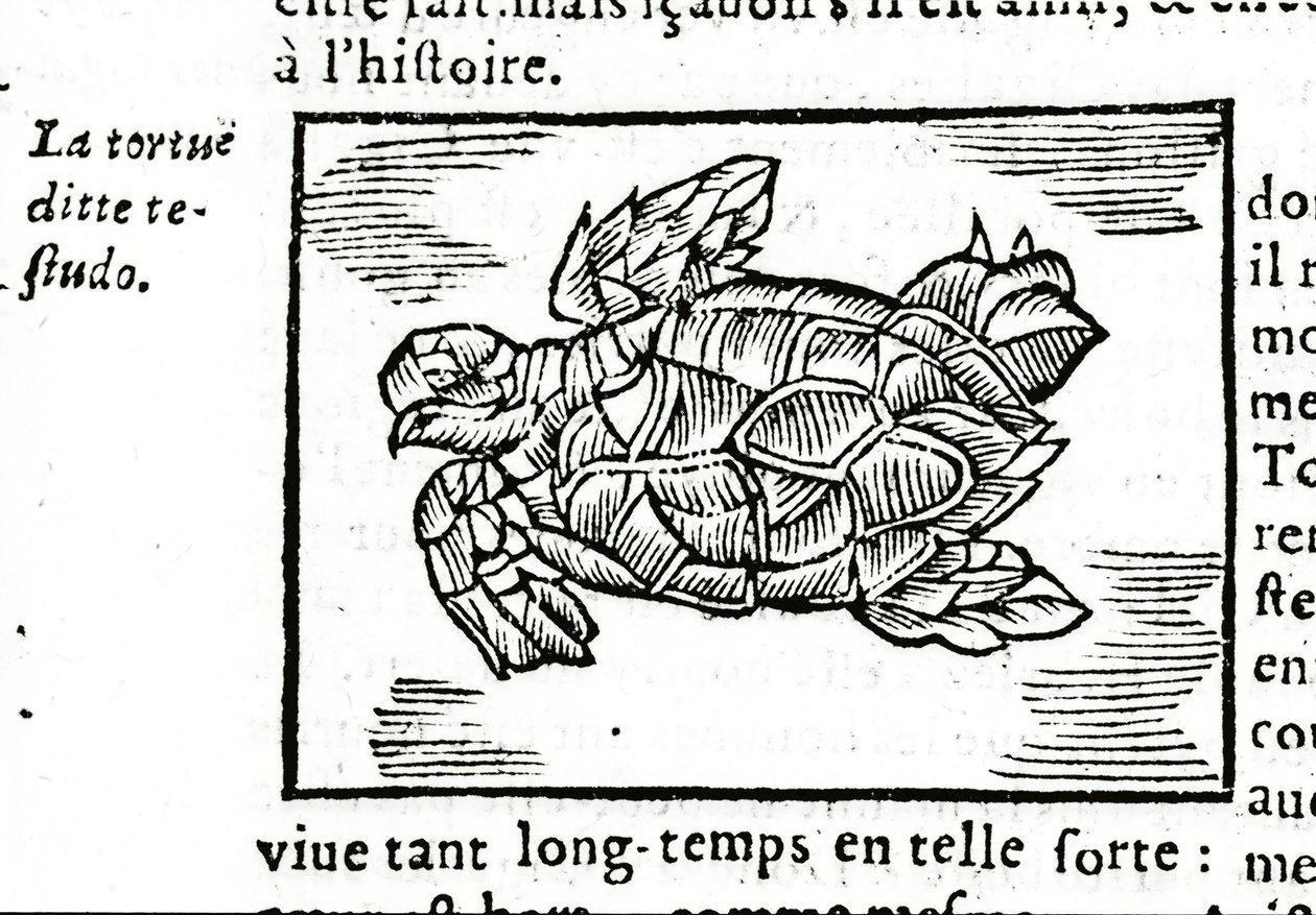The Sea Turtle, After the Treatise of Gerolamo Cardano 