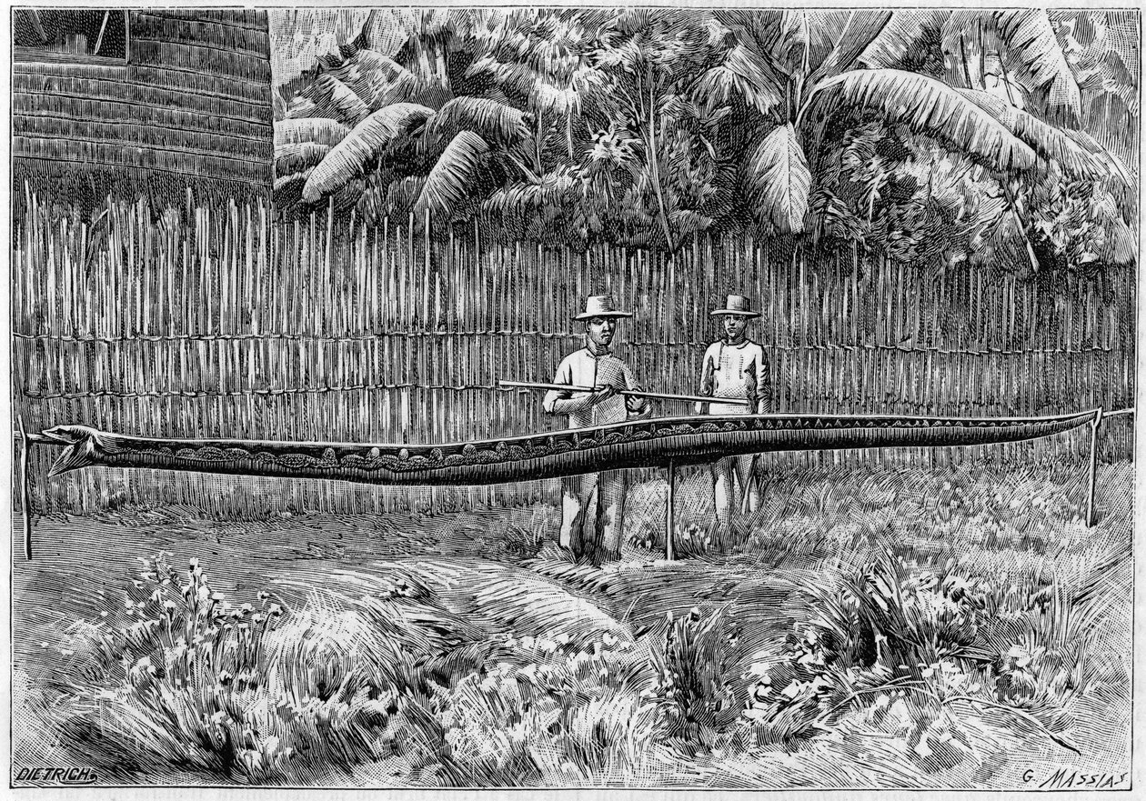 The skin of a Python snake, 6.60m long, captured in the Philippine Islands. (From a photograph). Engraving in 