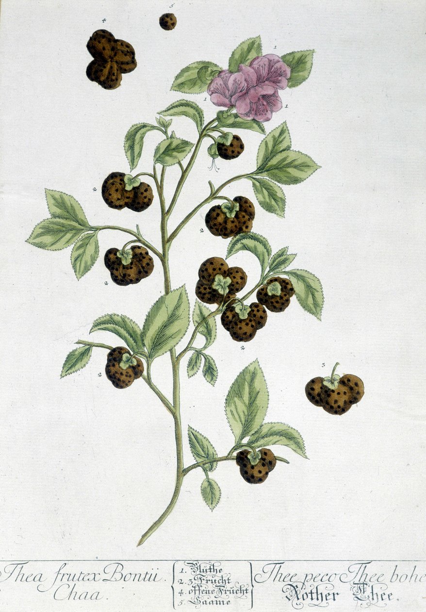 The tea plant Frutex Bontii - botanical board by Unknown artist