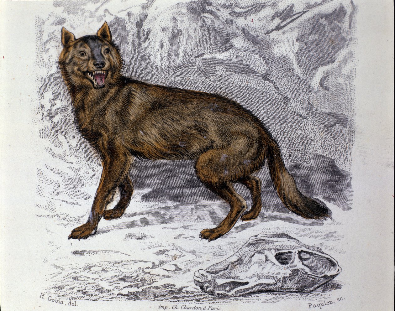 The wolf. Plate taken from a Natural History Treat of 