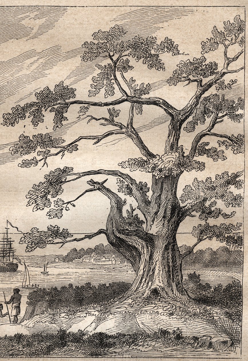 Third voyage by Captain James Cook: tree under which Cook observed the ...