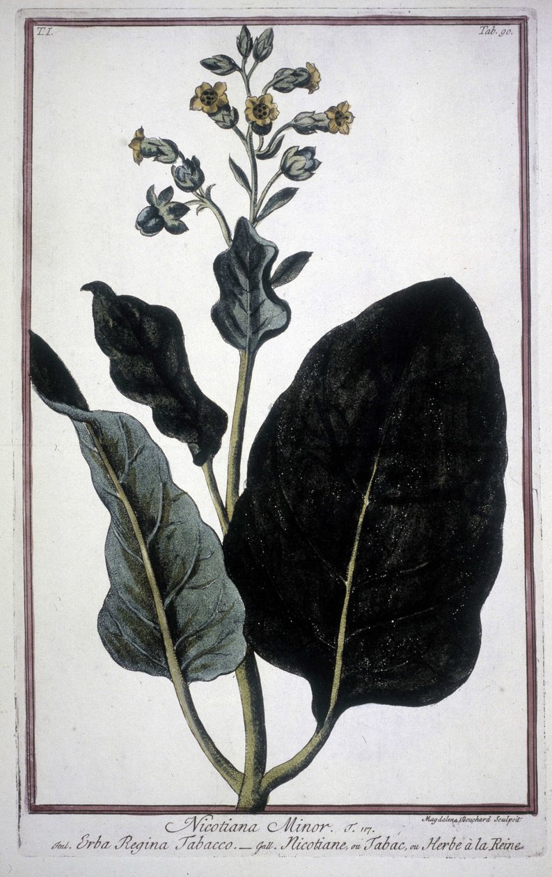 Tobacco Leaf and Flower (Nicotiana Minor) in a 19th Century Herbarium by Unknown artist