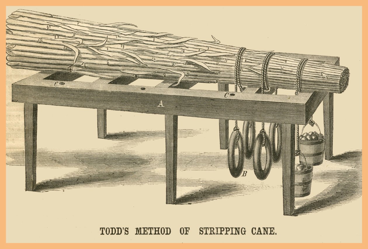 Todds Method of Stripping Cane by Unknown Artist