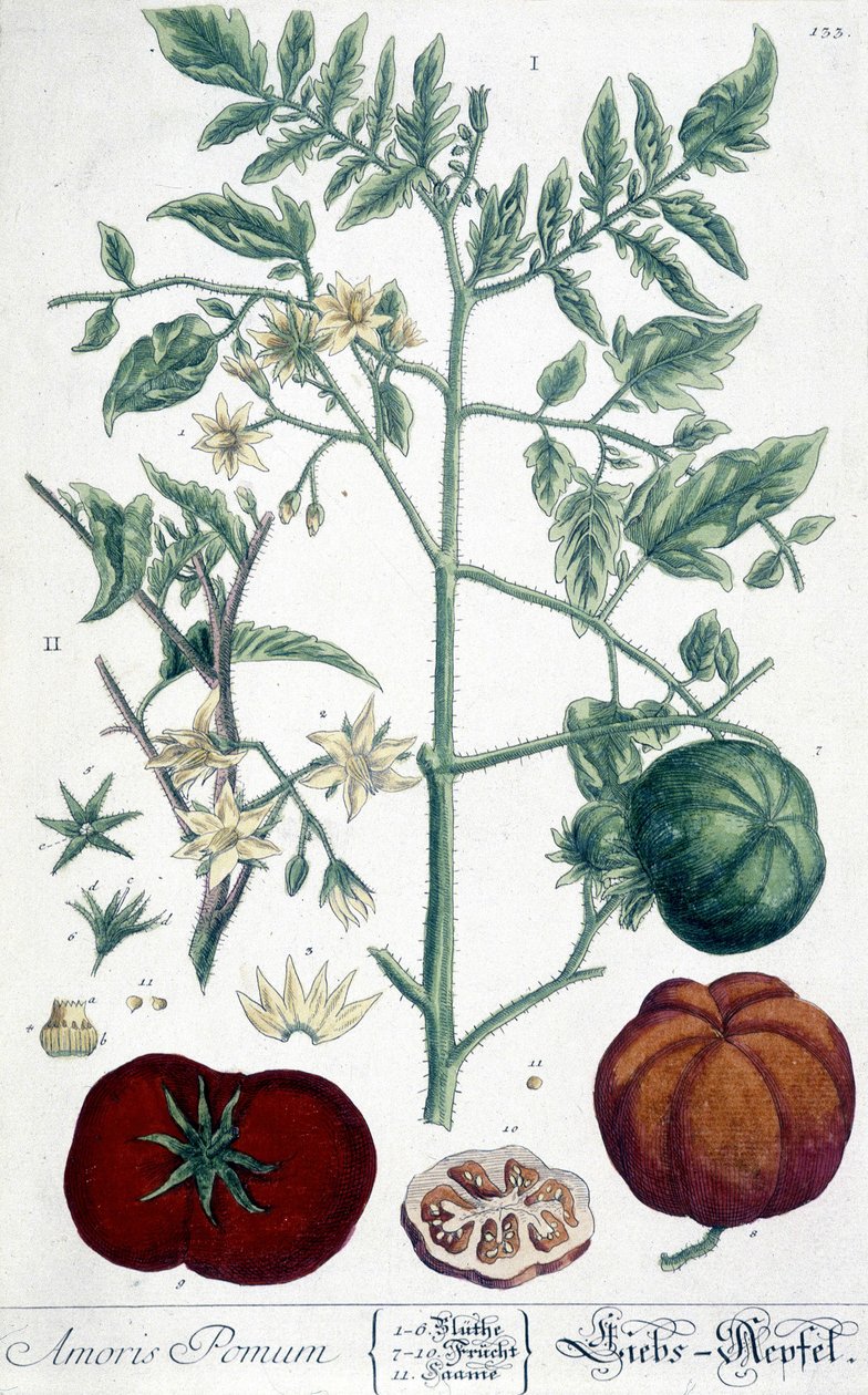Tomato, Botanical Board by Unknown artist