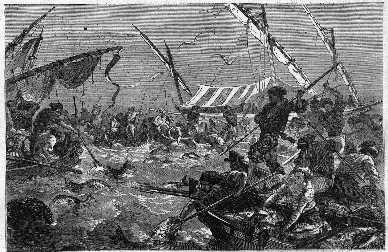 Tuna fishing with the trap on the Provence coast in France by Unknown artist