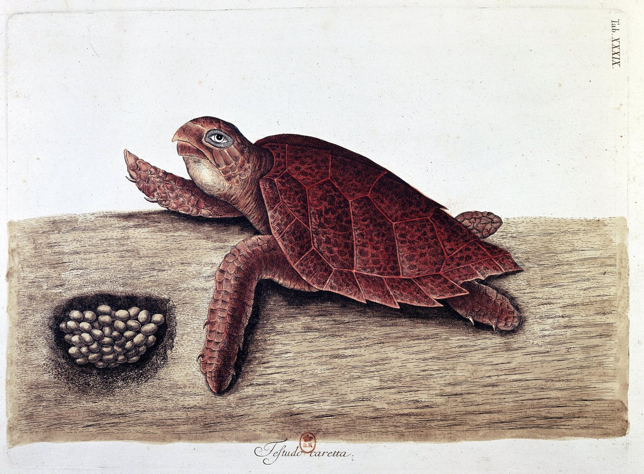 Turtle and Its Eggs - Natural History Board, B.N. by Unknown artist