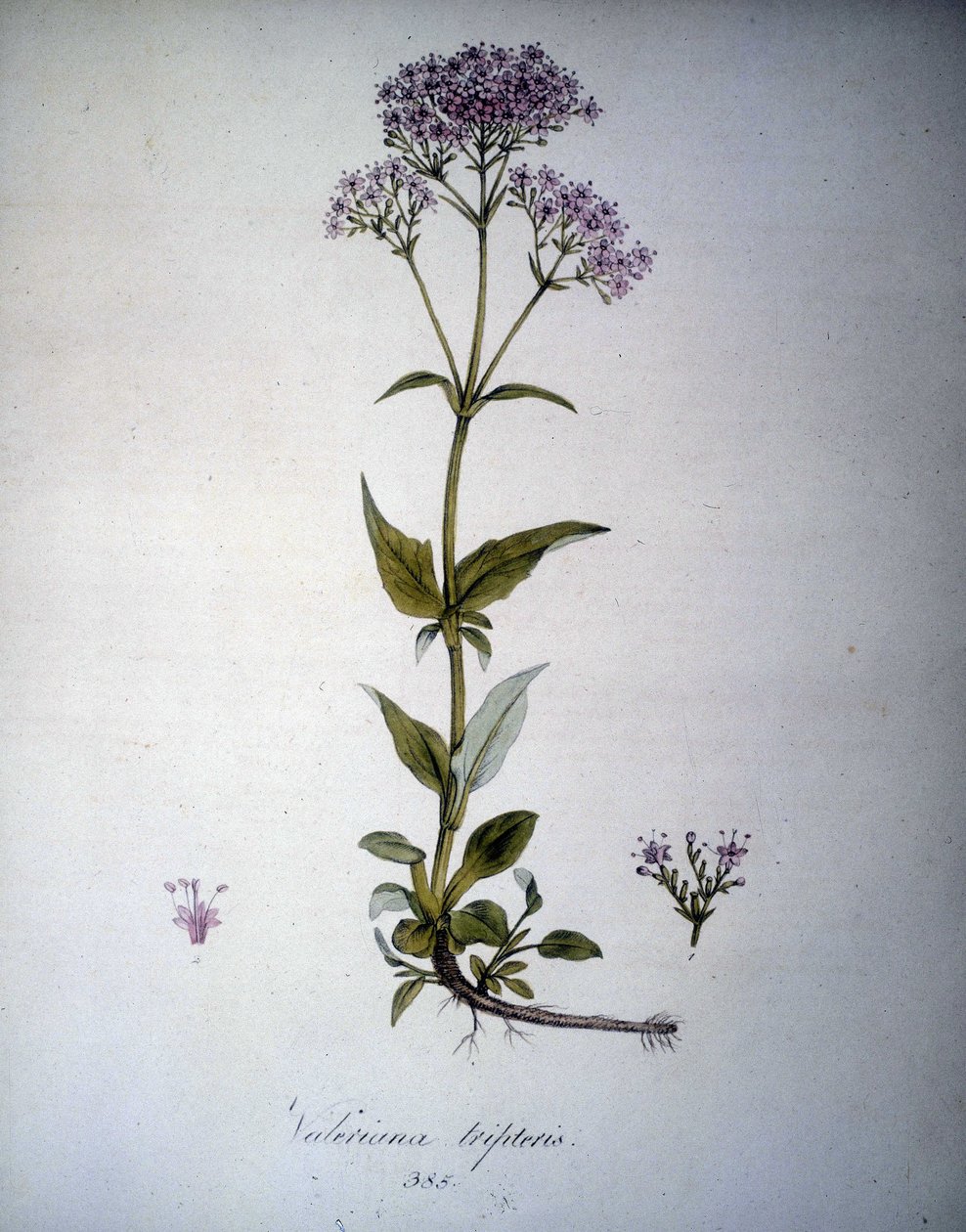 Valeriana Mauve or Valeriana Tripteris. 19th Century Herbarium by Unknown artist
