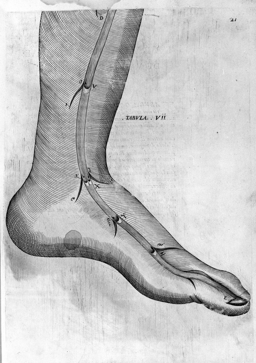 Veins of the ankle and foot - in 