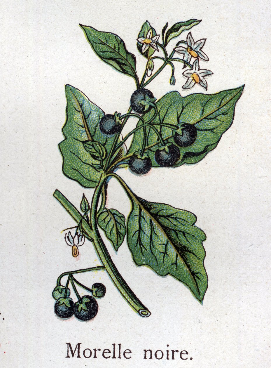 Venomous Botanical Plants: Black Nightshade. Engraving in 