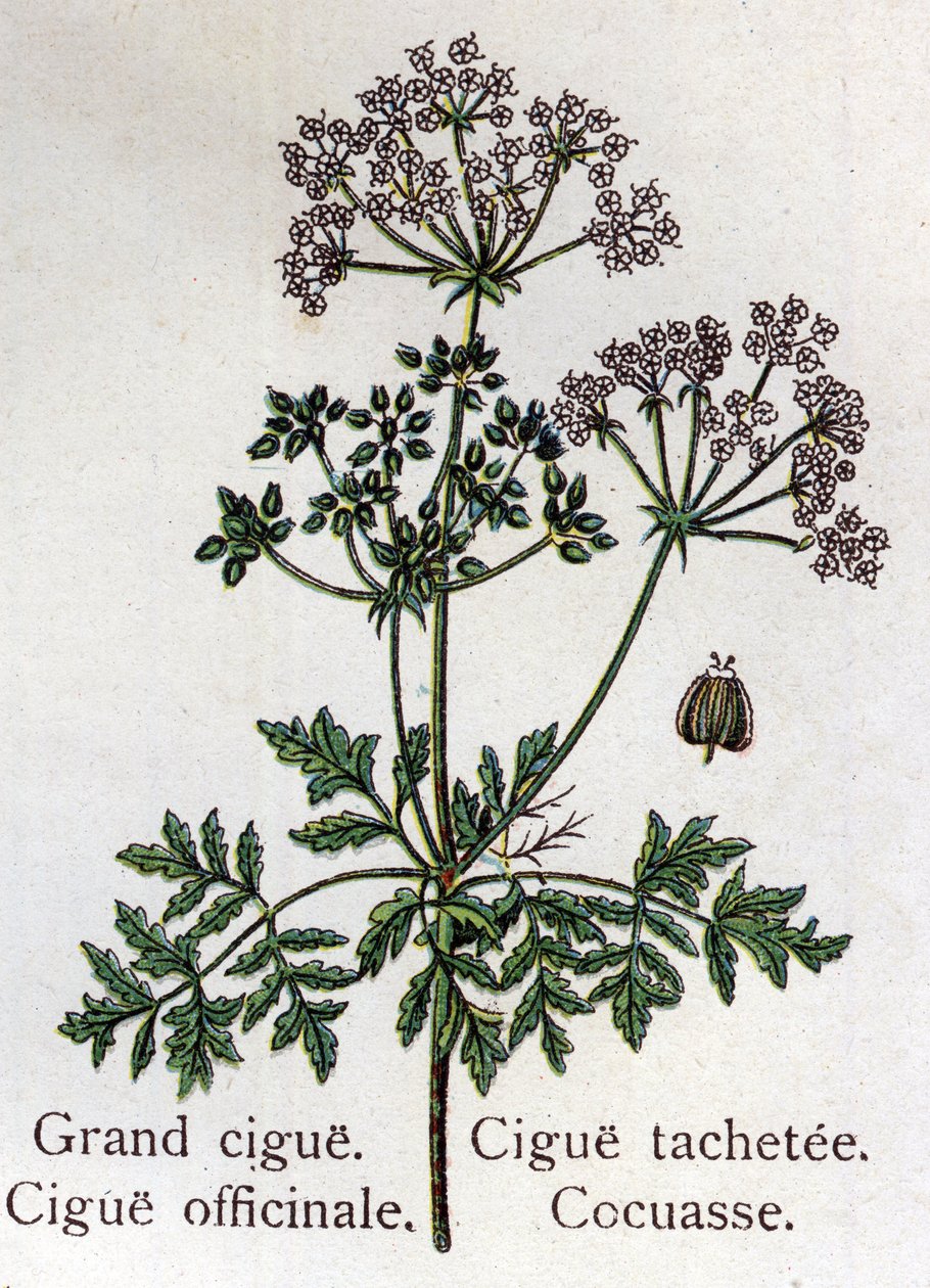 Venenous botanical plants: large, officinal, stain and cocuasse. Engraving in 