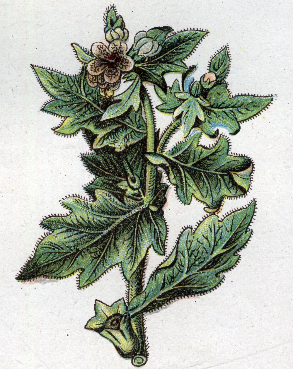 Venenous botanical plants: up to by Unknown artist