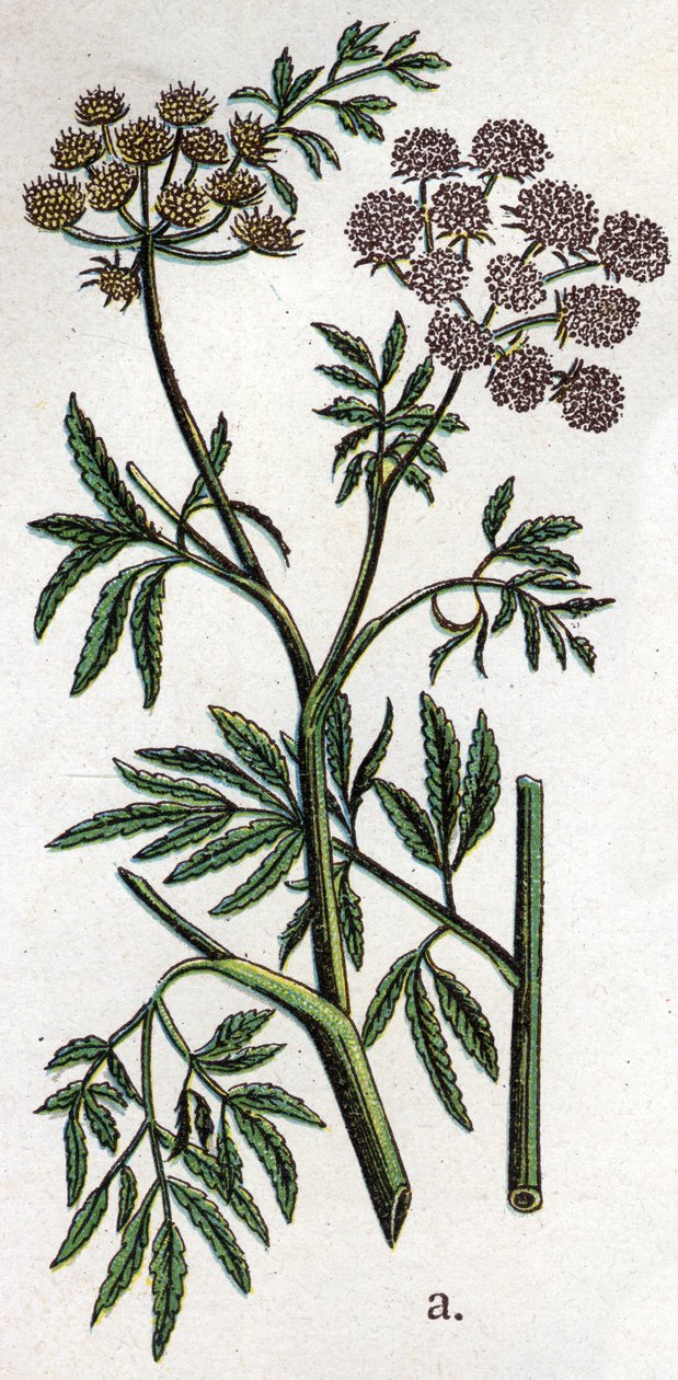 Venenous botanical plants: water hemlock or aquatic hemlock also known as ferous hemlock (Cicuta virosa) by Unknown artist