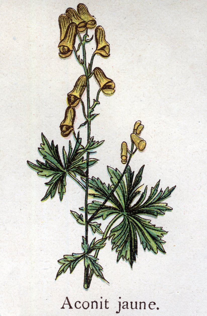 Venomous botanical plants: yellow aconite. Engraving in 