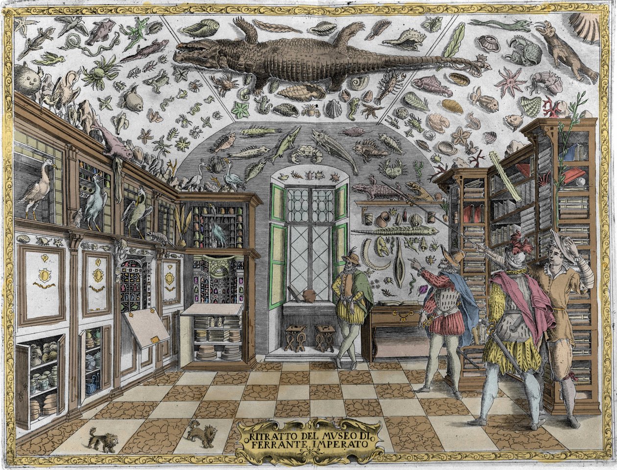 View of the museum (cabinet) of curiosities (encyclopedic museum) of the pharmacist Ferrante Imperato (1550 - 1631). Engraving from 1678. Museum of the Neapolitan apothecary Ferrante Imperato by Unknown artist