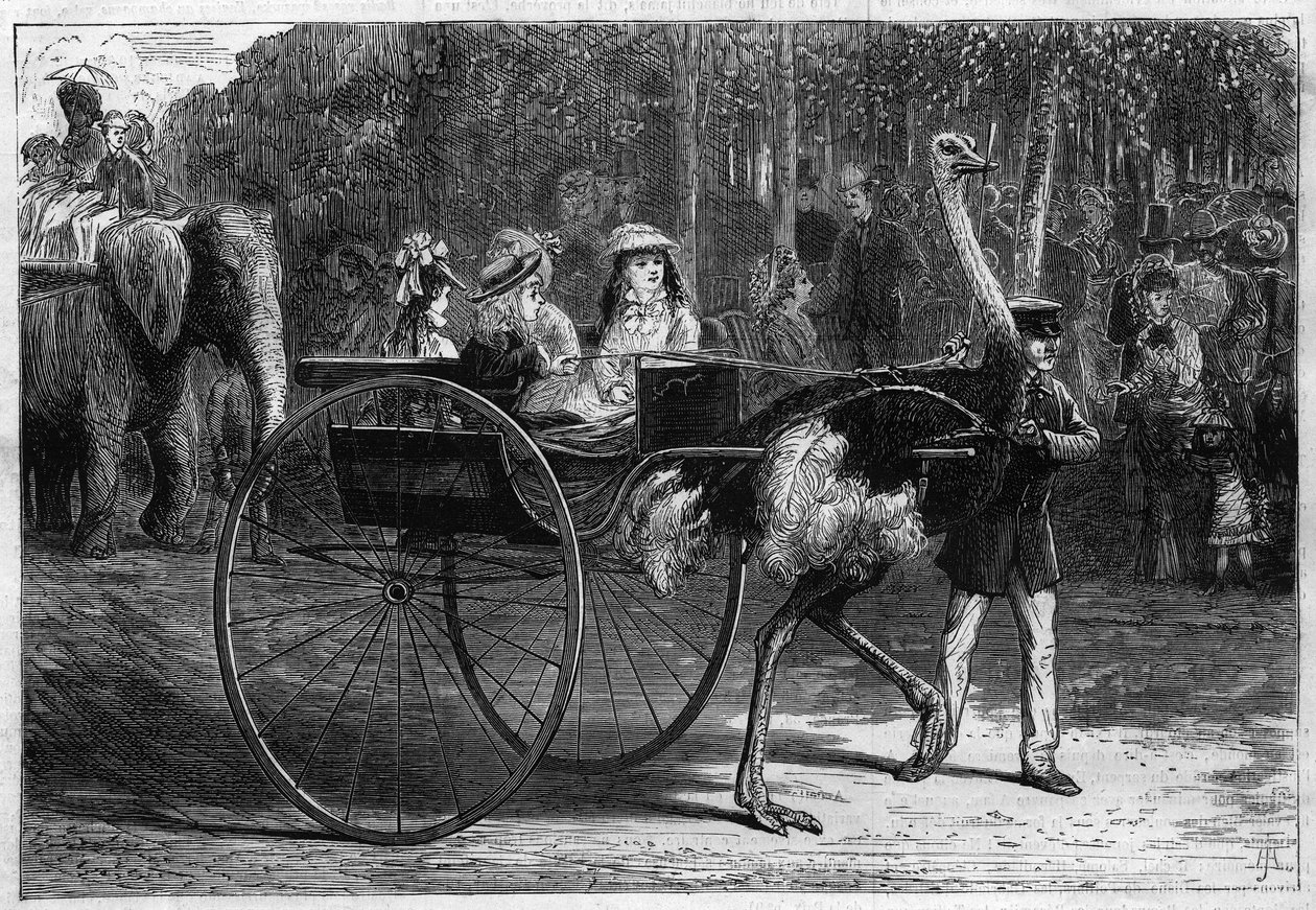 Walk on the back of an elephant and children in a cariola dragged by Austrias. Garden of Acclimation of the Bois de Boulogne in Paris by Unknown artist