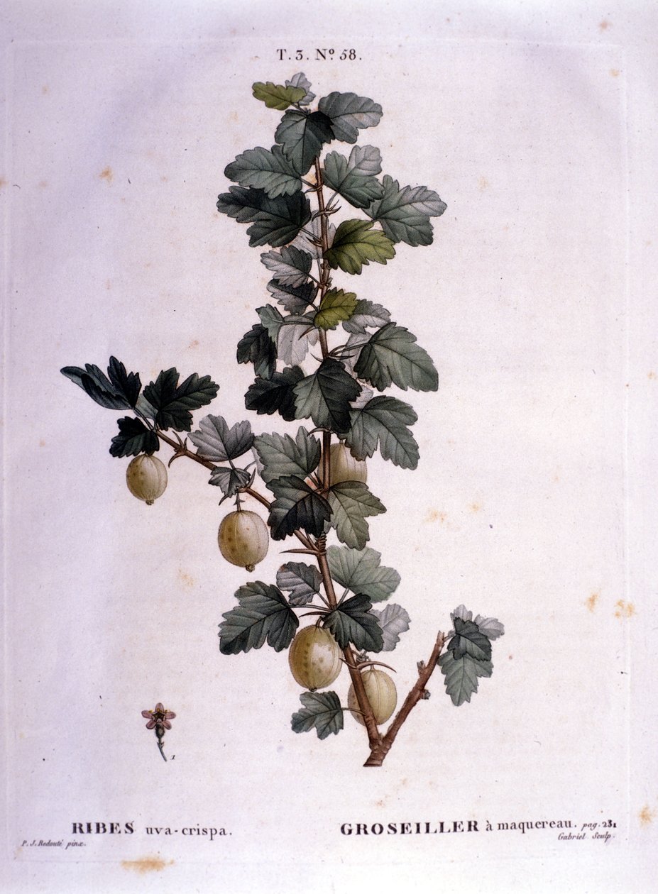 White currant or mackerel: 19th century botanical board by Unknown artist