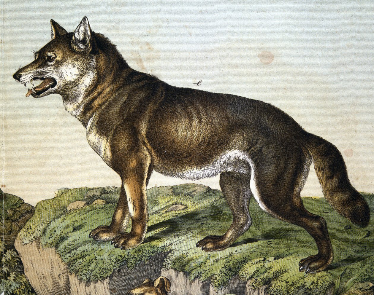 Wolf - in 