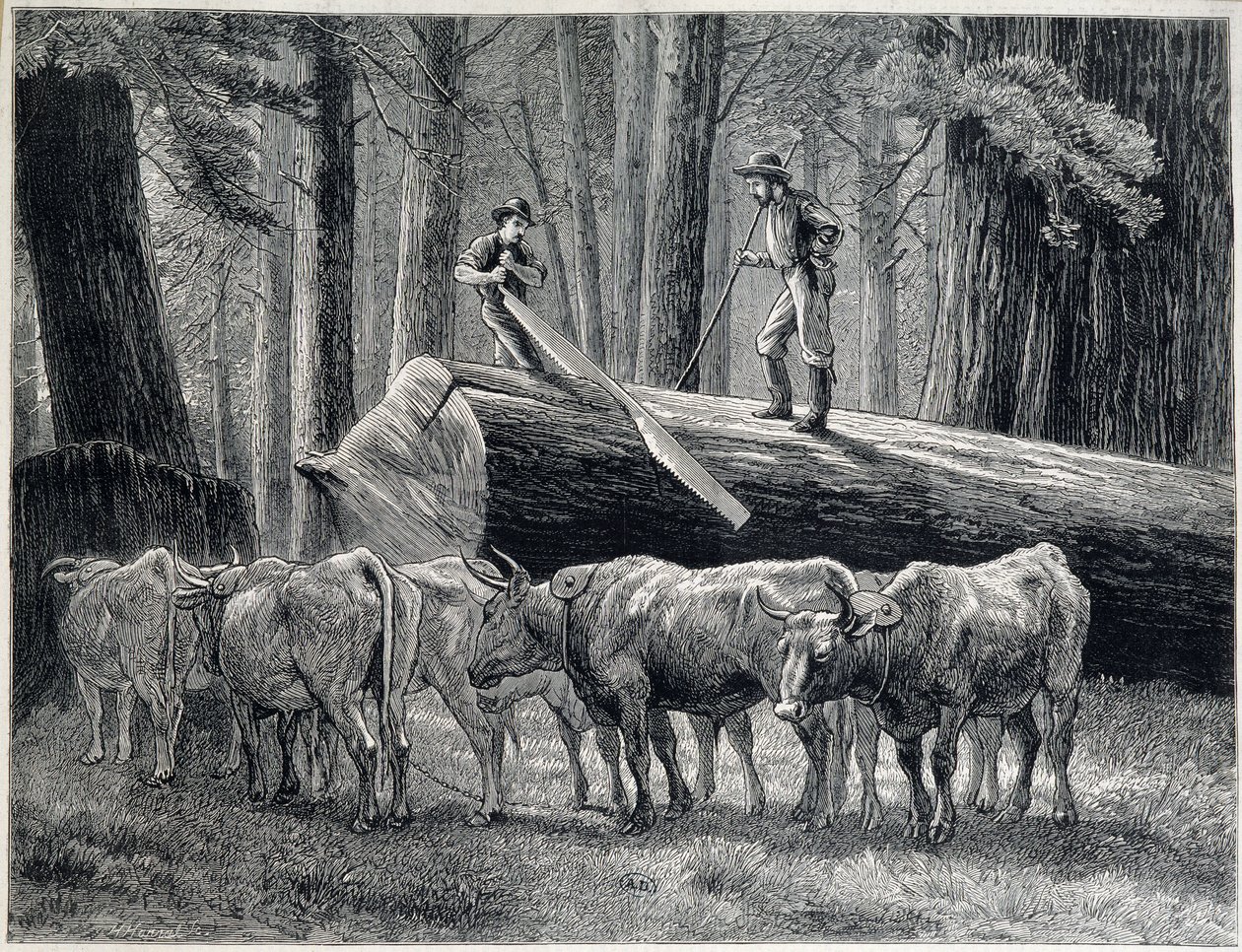 Woodcutters in a redwood forest in California - engraving by Unknown artist