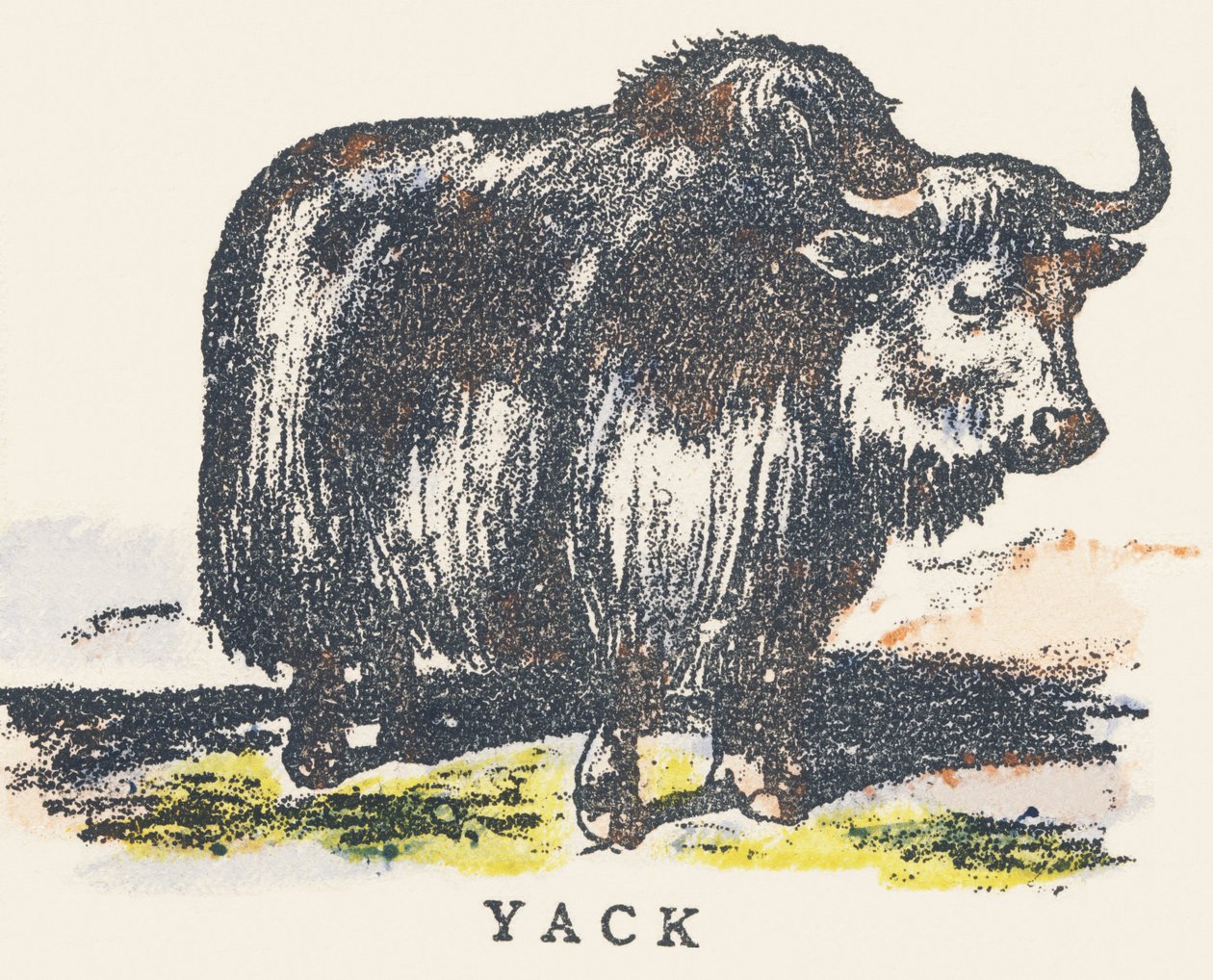 Y: Yak by Unknown artist