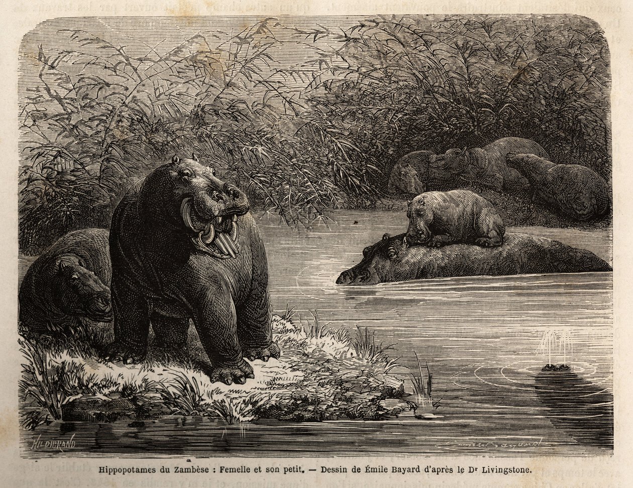 Zambese Hippopotamus: female and her young refreshing in the river by Unknown artist