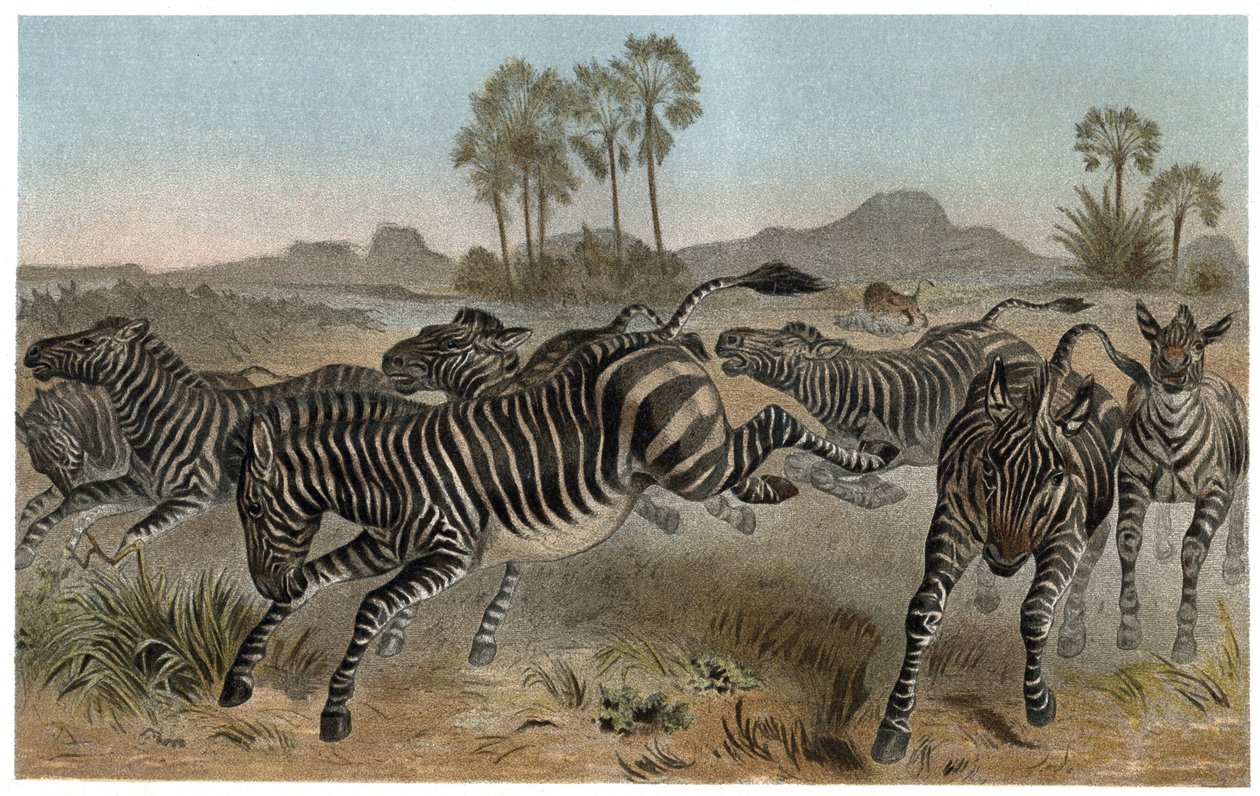 Zebra - Zebras - African equids (horse family) - engraving from 