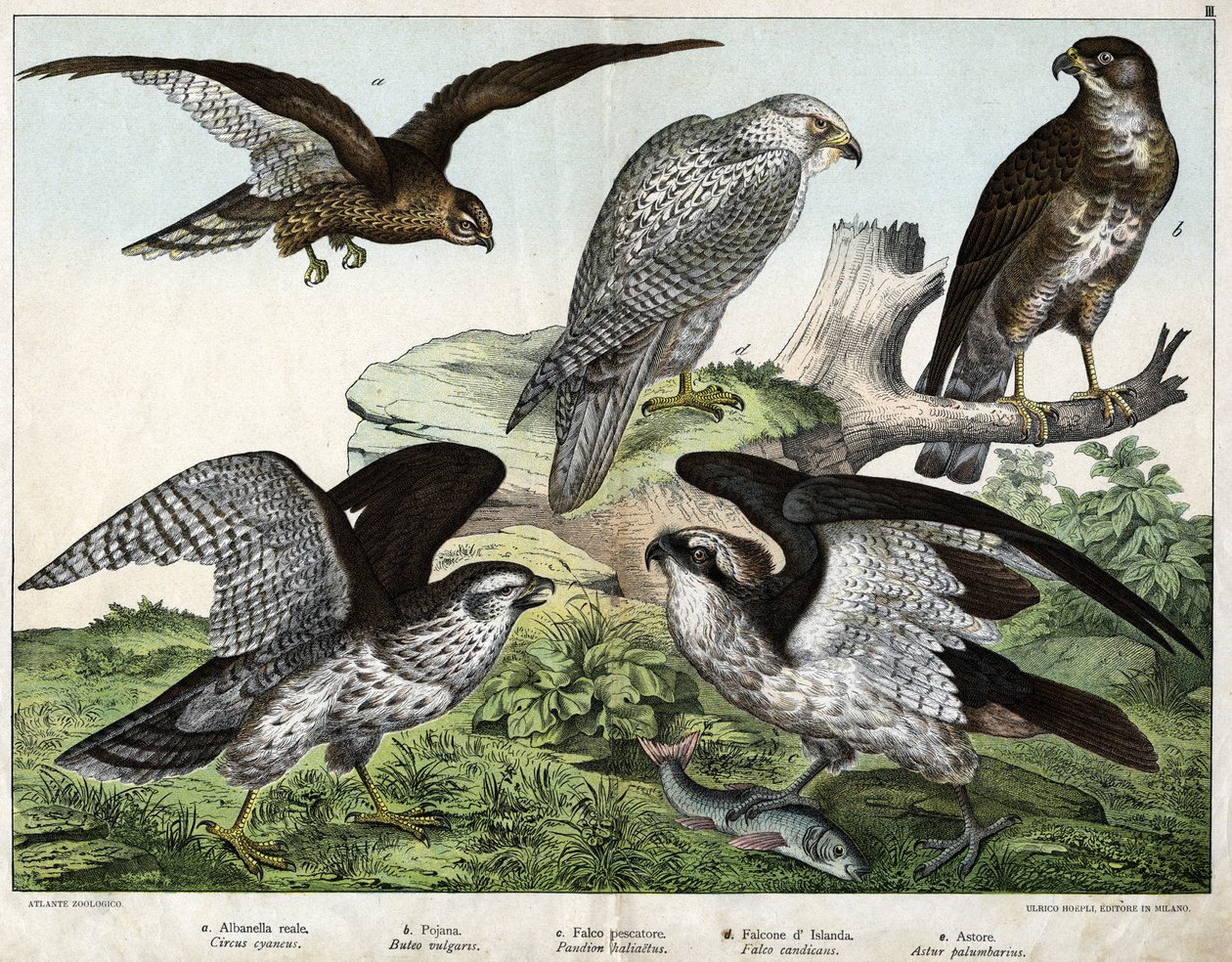 Eagle or royal busard, nozzle, fisherman falcon, Iceland falcon, around = astore - in 