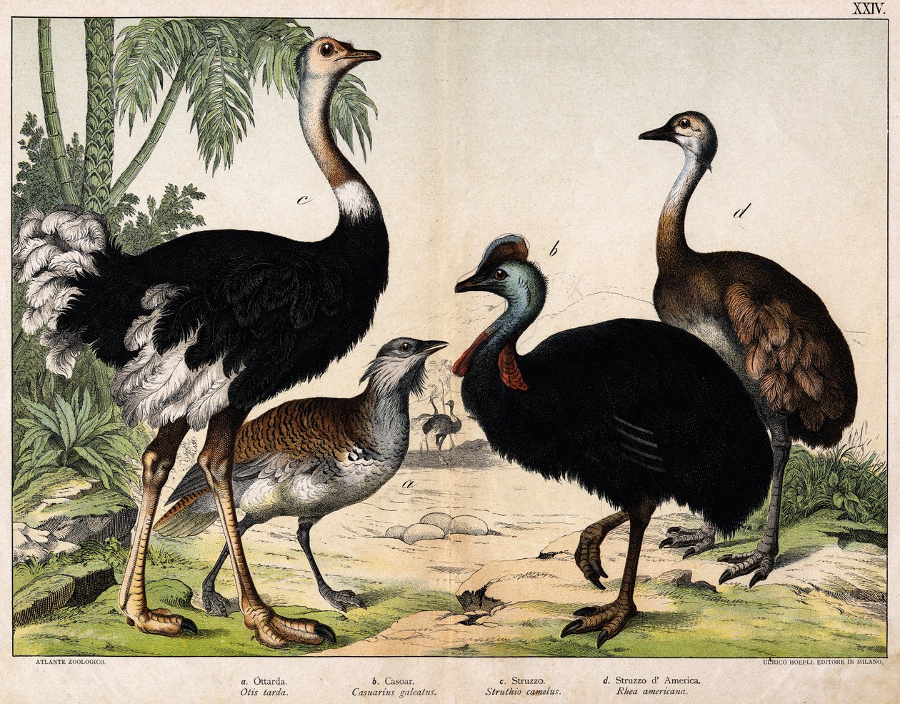 a: Grance bustard (Otis tarda), b: Casoar (Casarius galeatus), c: African Ostrich (Struthio camelus), d: Nandon (Rhea Americana) - In 