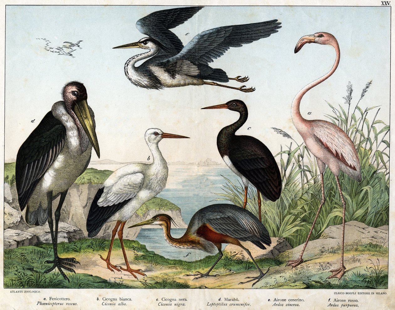 Phenicopterer or Flamingo (Phoenicopterus roseus), White stork (Ciconia alba), Black stork (Ciconia migra), Marabout (Leptoptilus crumenifer), White heron (Ardea cinerea), Red heron (Ardea purpurea) - in 