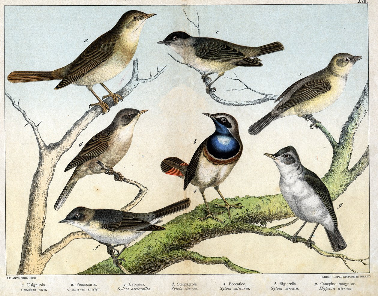 a: Nightingale (Luscinia vera), b: Bluethroat (Cyanecula suecica), c: Blackcap (Sylvia atricapilla), d: Lesser Whitethroat (Sylvia ciciera), e: Garden Warbler (Sylvia salicaria), f: Lesser Whitethroat (Sylvia curruca), g: Icterine Warbler (Hypolais icterin by Unknown artist