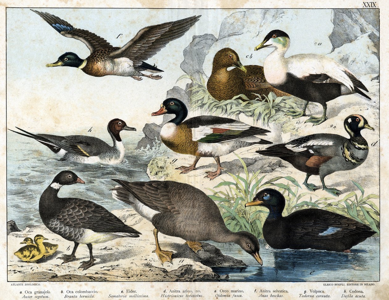 Seed Goose (Asner segetum), Brant (Branta bernicla), Common Eider (Somateria mollissima), Harlequin Duck (Histrionicus torquatus), Black Duck (Oidemia fusca), Mallard (Anas boschas), Belon
