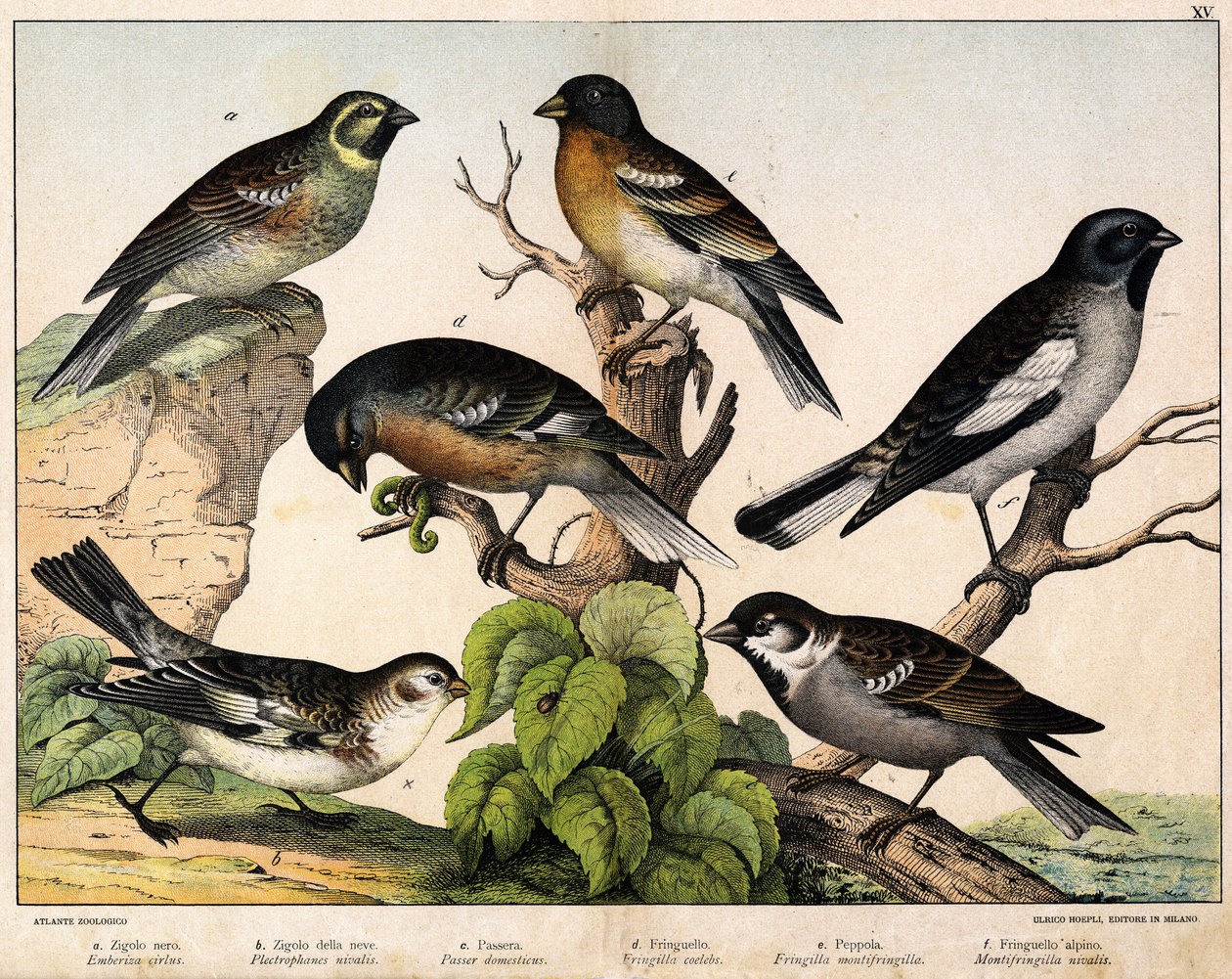 Sparrow (Emberiza circlus), Snow Sparrow (Plectrophanes nivalis), Sparrow (Pour domesticus), Pinson (Fringilla coelebs), Northern Pinson (Fringilla montifringilla), Niverolle (Montifringilla nivalis) - in “Natural History of birds”, ed. Hoep by Unknown artist