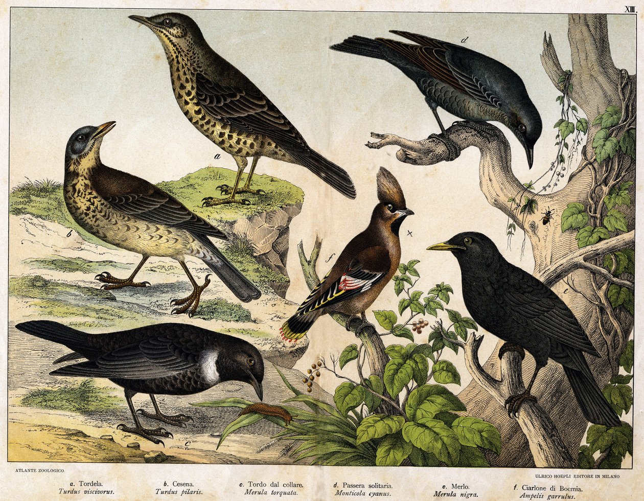 a: Mistle Thrush (Turdus viscivorus), b: Fieldfare (Turdus pilaris), c: Ring Ouzel (Merula torquata), d: Blue Rock Thrush (Monticola cyanus), e: Common Blackbird (Merula nigra), f: Bohemian Waxwing (Ampelis garulus) by Unknown artist