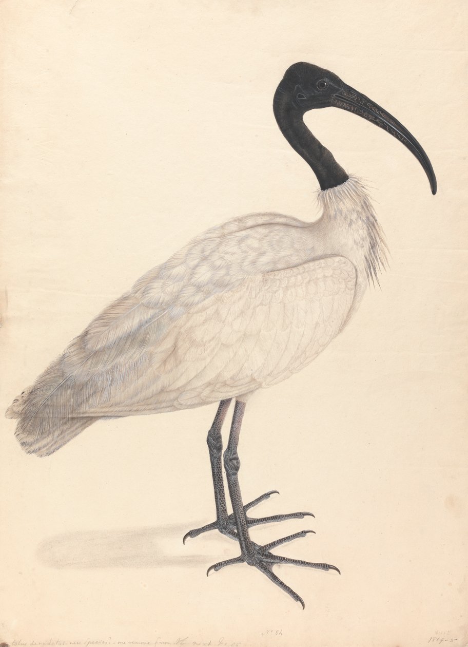 A Black and White Indian Bird (one of a pair) by Unknown artist