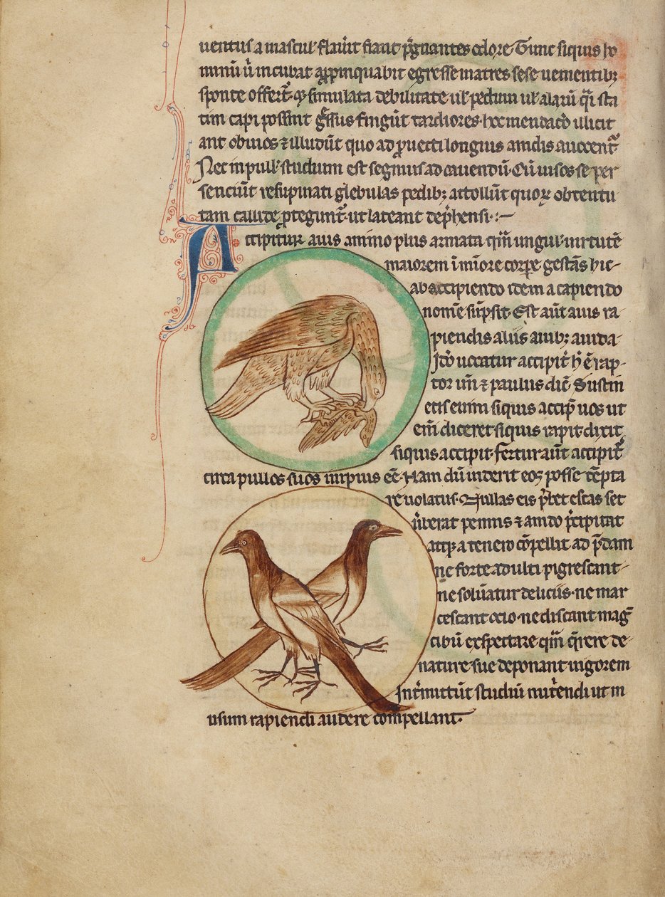 A Hawk; Magpies by Unknown artist