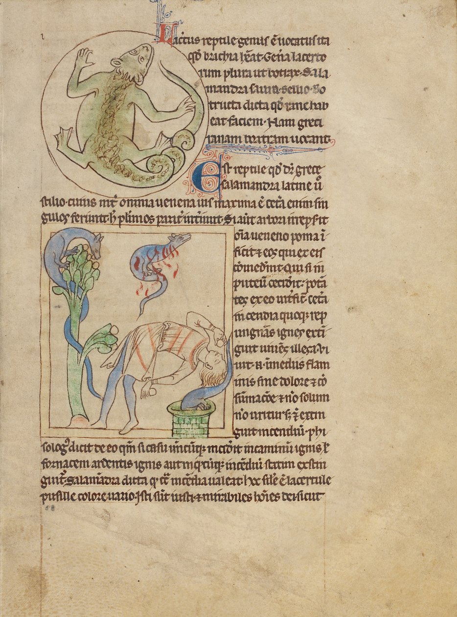 A Lizard; Salamanders by Unknown artist