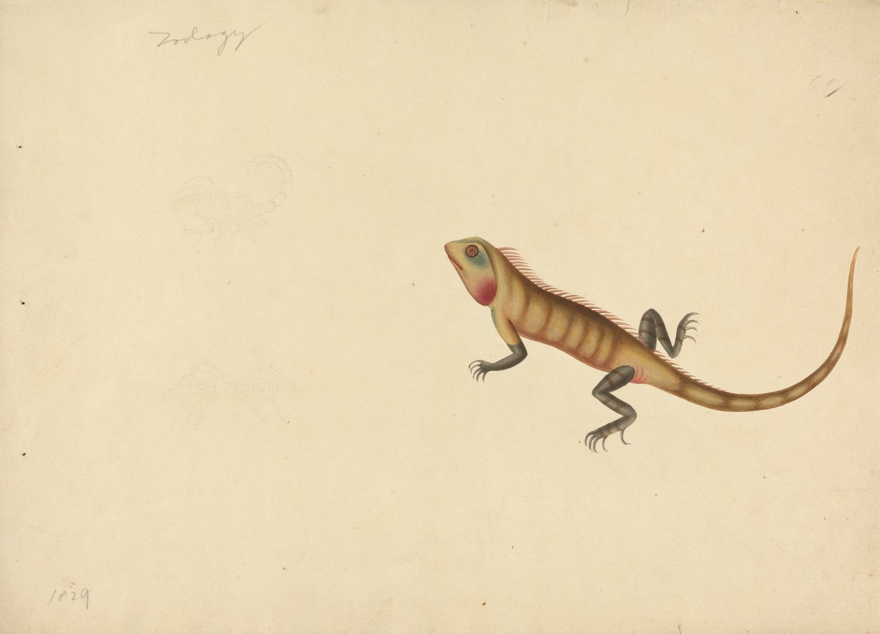 A Lizard with Sketches of a Scorpion and a Spider by Unknown artist