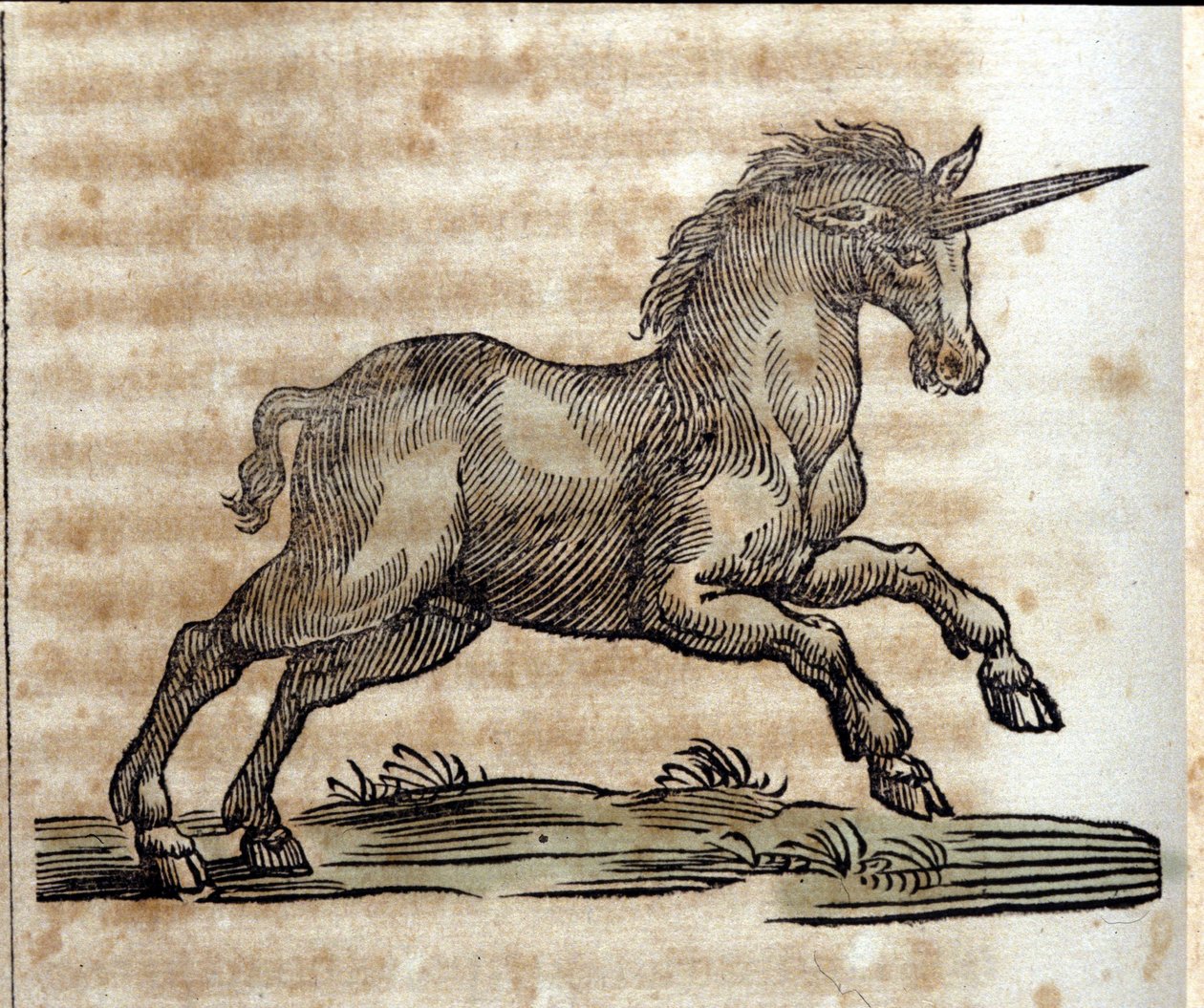 A unicorn, mythological animal - Engraving from a work by Athanasius Kircher by Unknown artist