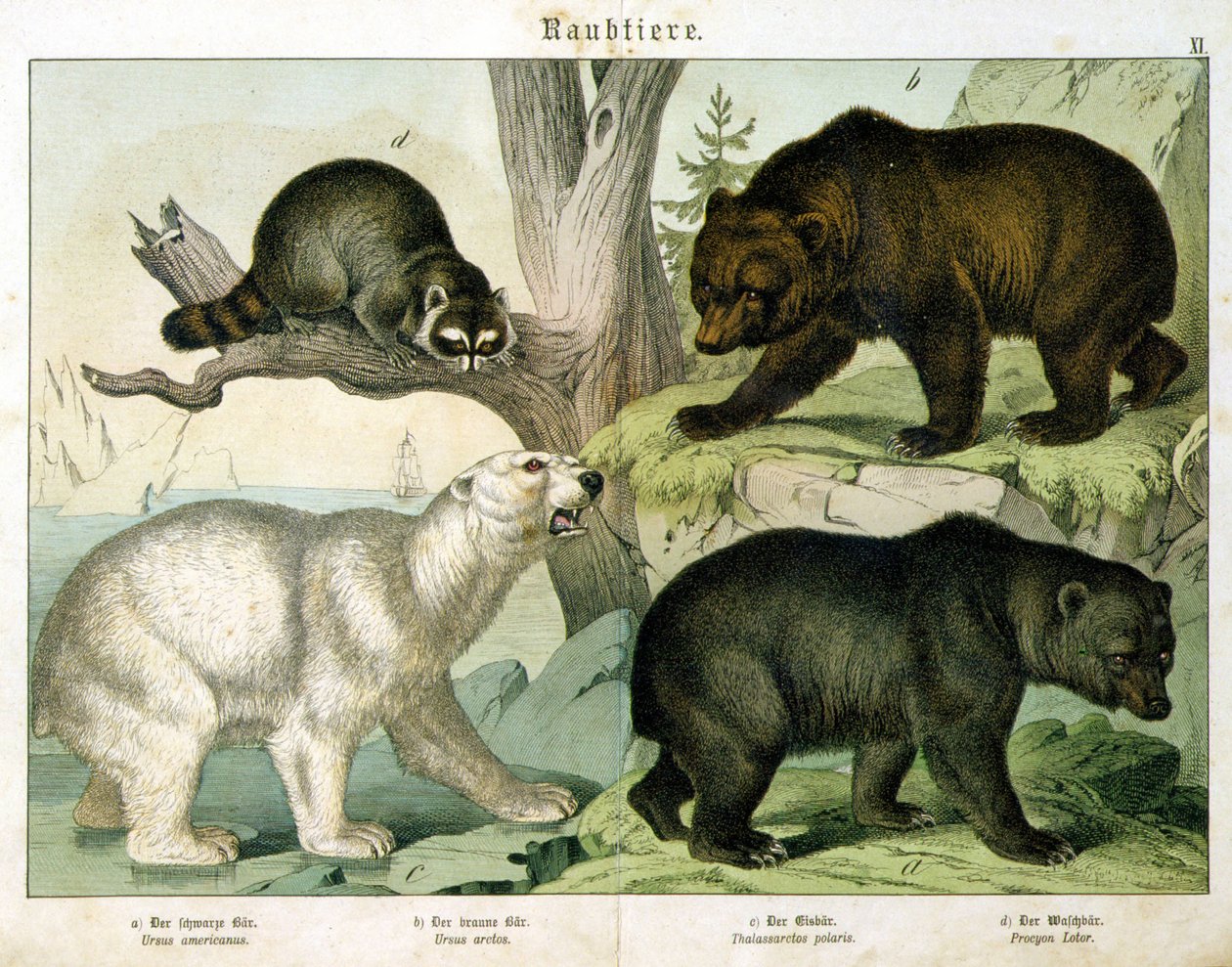 American Bear, Brown Bear, Polar Bear and Marsupial - in 